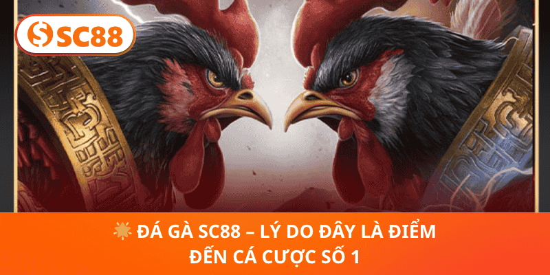 🌟 Đá Gà SC88 – Lý Do Đây Là Điểm Đến Cá Cược Số 1